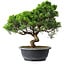 Juniperus chinensis Itoigawa, 33 cm, ± 15 anni