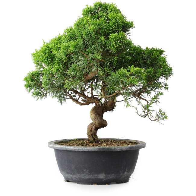 Juniperus chinensis Itoigawa, 33 cm, ± 15 Jahre alt