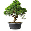 Juniperus chinensis Itoigawa, 33 cm, ± 15 years old
