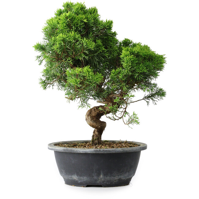 Juniperus chinensis Itoigawa, 33 cm, ± 15 ans