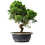 Juniperus chinensis Itoigawa, 33 cm, ± 15 years old