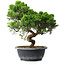 Juniperus chinensis Itoigawa, 33 cm, ± 15 Jahre alt