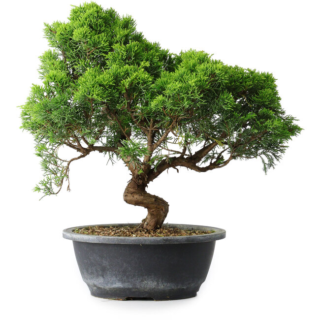 Juniperus chinensis Itoigawa, 33 cm, ± 15 años