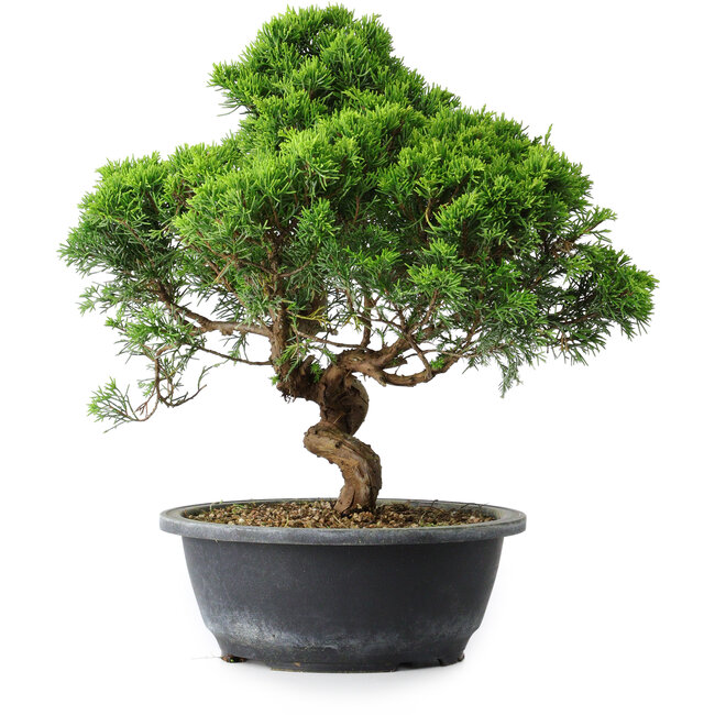 Juniperus chinensis Itoigawa, 33 cm, ± 15 years old