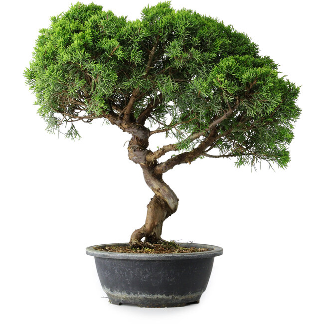 Juniperus chinensis Itoigawa, 42 cm, ± 15 ans