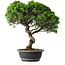 Juniperus chinensis Itoigawa, 42 cm, ± 15 ans