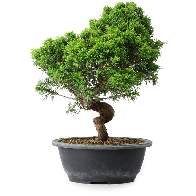 Juniperus chinensis Itoigawa, 33 cm, ± 15 Jahre alt