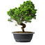 Juniperus chinensis Itoigawa, 33 cm, ± 15 ans