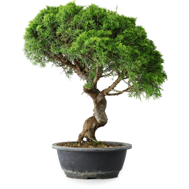 Juniperus chinensis Itoigawa, 42 cm, ± 15 Jahre alt