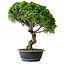 Juniperus chinensis Itoigawa, 42 cm, ± 15 ans