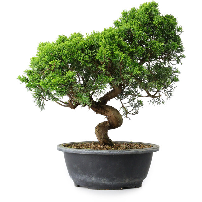 Juniperus chinensis Itoigawa, 33 cm, ± 15 years old