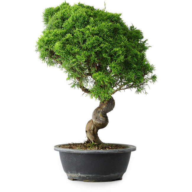 Juniperus chinensis Itoigawa, 42 cm, ± 15 Jahre alt