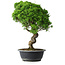 Juniperus chinensis Itoigawa, 42 cm, ± 15 ans
