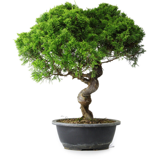 Juniperus chinensis Itoigawa, 42 cm, ± 15 Jahre alt