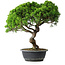 Juniperus chinensis Itoigawa, 42 cm, ± 15 ans