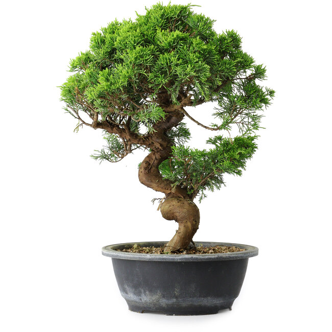 Juniperus chinensis Itoigawa, 35,5 cm, ± 15 Jahre alt