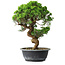Juniperus chinensis Itoigawa, 35,5 cm, ± 15 years old