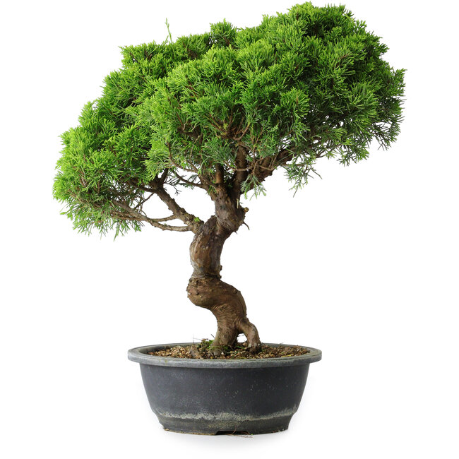 Juniperus chinensis Itoigawa, 42 cm, ± 15 Jahre alt