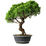 Juniperus chinensis Itoigawa, 42 cm, ± 15 ans