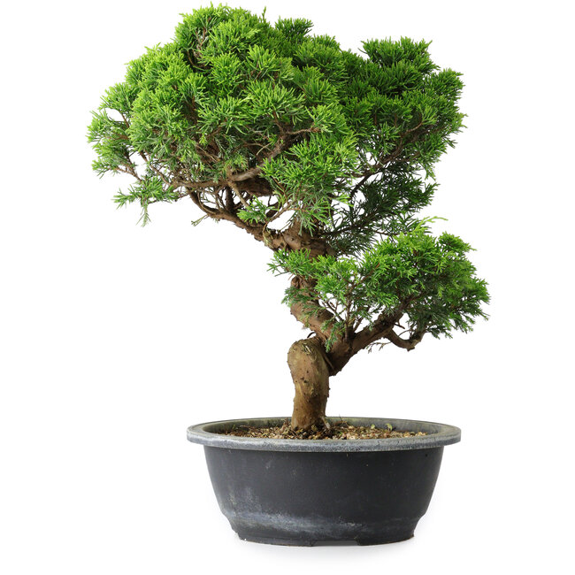 Juniperus chinensis Itoigawa, 35,5 cm, ± 15 ans