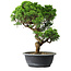 Juniperus chinensis Itoigawa, 35,5 cm, ± 15 Jahre alt