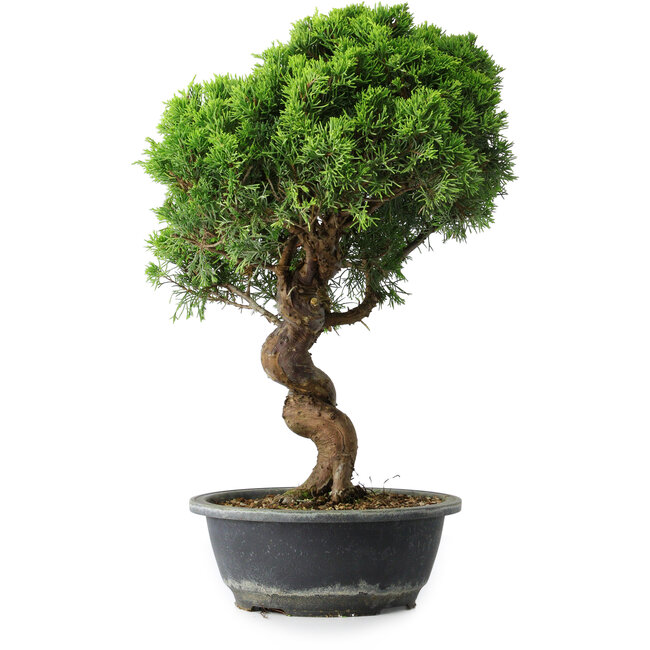 Juniperus chinensis Itoigawa, 42 cm, ± 15 Jahre alt