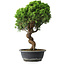 Juniperus chinensis Itoigawa, 42 cm, ± 15 ans