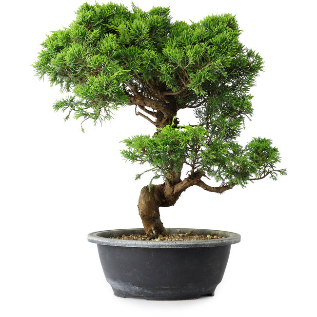 Juniperus chinensis Itoigawa, 35,5 cm, ± 15 anni