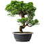 Juniperus chinensis Itoigawa, 35,5 cm, ± 15 anni