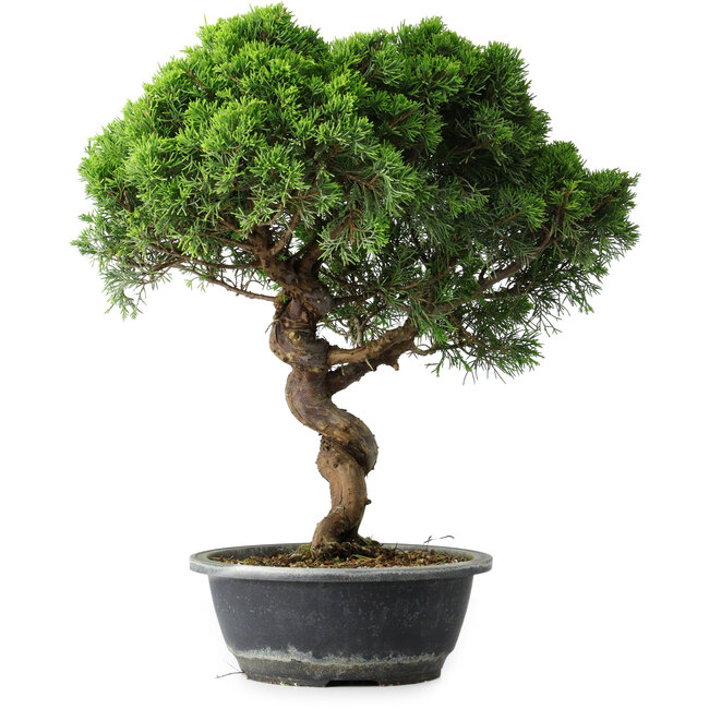 Juniperus chinensis Itoigawa, 42 cm, ± 15 Jahre alt