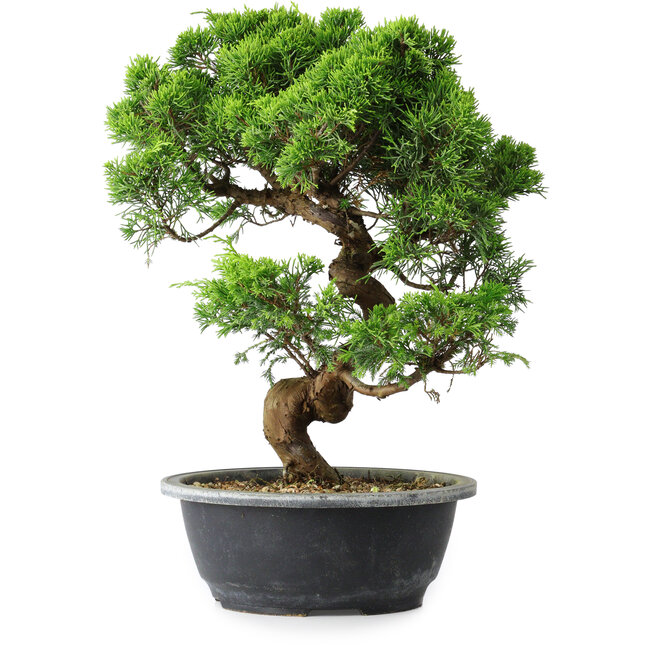 Juniperus chinensis Itoigawa, 35,5 cm, ± 15 Jahre alt