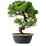 Juniperus chinensis Itoigawa, 35,5 cm, ± 15 ans