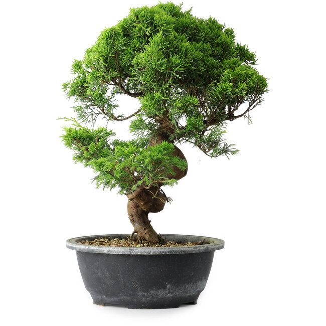 Juniperus chinensis Itoigawa, 35,5 cm, ± 15 años