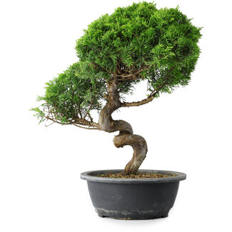 Juniperus chinensis Itoigawa, 37,5 cm, ± 15 ans