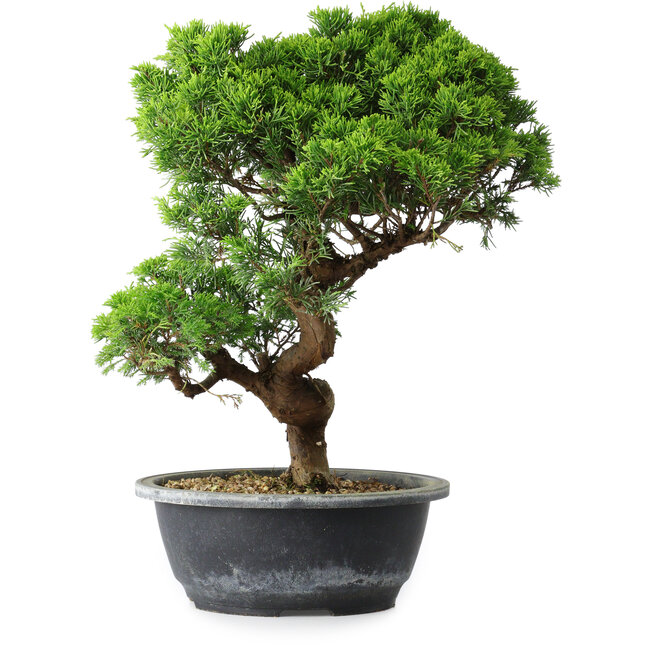 Juniperus chinensis Itoigawa, 35,5 cm, ± 15 ans