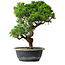 Juniperus chinensis Itoigawa, 35,5 cm, ± 15 Jahre alt