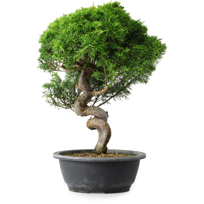 Juniperus chinensis Itoigawa, 37,5 cm, ± 15 años