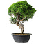 Juniperus chinensis Itoigawa, 37,5 cm, ± 15 years old