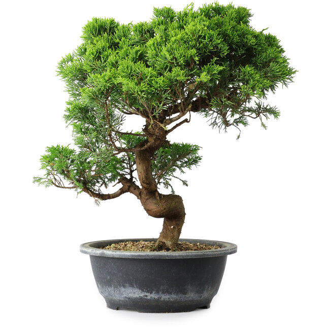 Juniperus chinensis Itoigawa, 35,5 cm, ± 15 years old