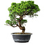Juniperus chinensis Itoigawa, 35,5 cm, ± 15 Jahre alt