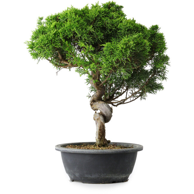 Juniperus chinensis Itoigawa, 37,5 cm, ± 15 años