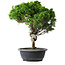 Juniperus chinensis Itoigawa, 37,5 cm, ± 15 years old