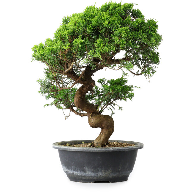 Juniperus chinensis Itoigawa, 35,5 cm, ± 15 ans