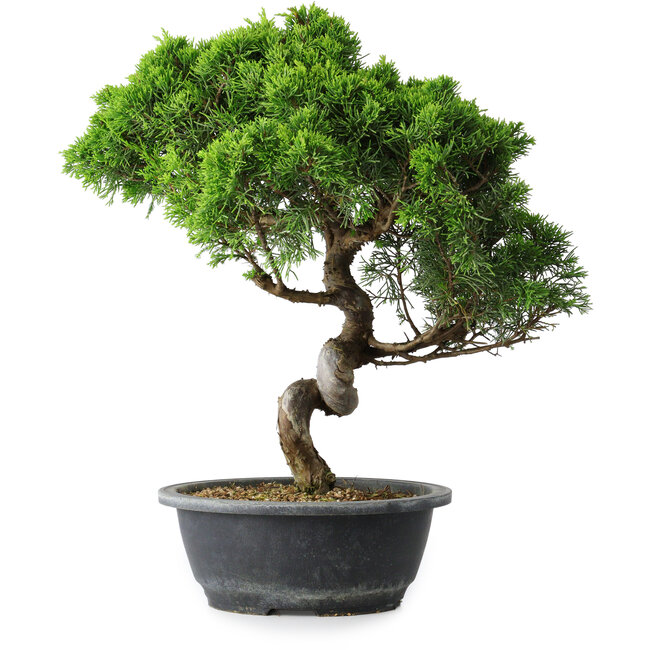 Juniperus chinensis Itoigawa, 37,5 cm, ± 15 Jahre alt