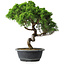 Juniperus chinensis Itoigawa, 37,5 cm, ± 15 ans