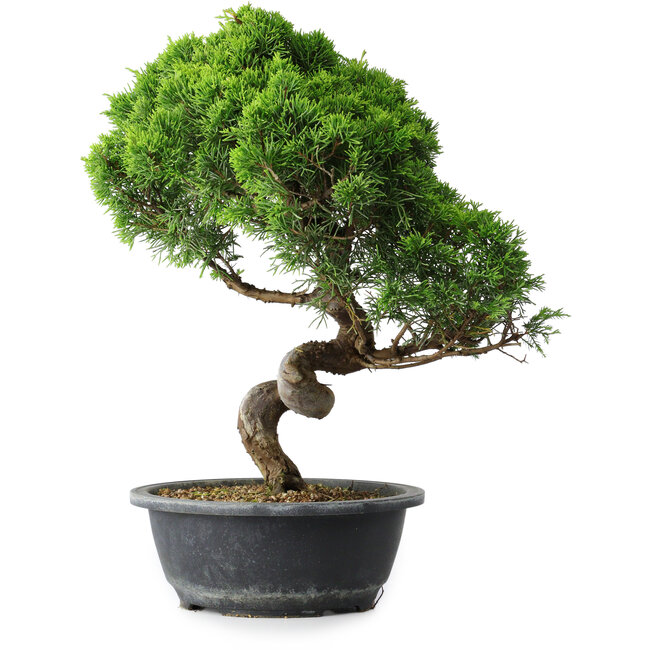 Juniperus chinensis Itoigawa, 37,5 cm, ± 15 ans