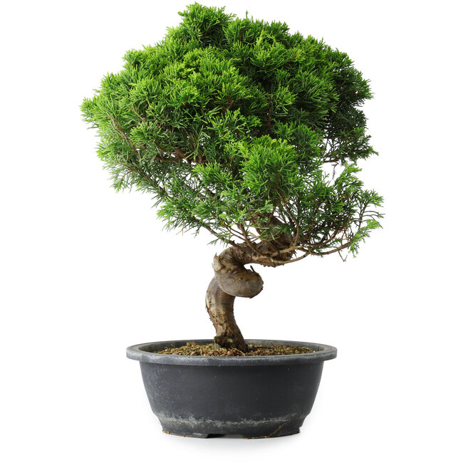 Juniperus chinensis Itoigawa, 37,5 cm, ± 15 years old
