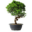 Juniperus chinensis Itoigawa, 37,5 cm, ± 15 ans
