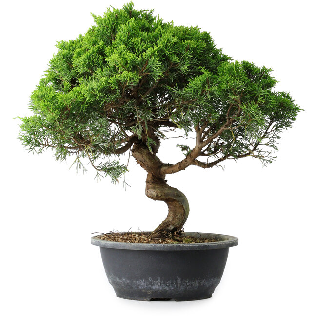 Juniperus chinensis Itoigawa, 36,5 cm, ± 15 Jahre alt