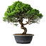 Juniperus chinensis Itoigawa, 36,5 cm, ± 15 years old